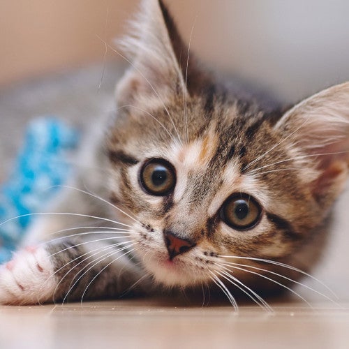 Teaching your kitten how to properly play will help to stop them from biting 