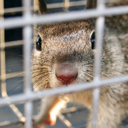 trapping a squirrel is not the best way to remove them from your yard