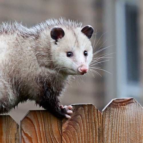 Opossums are safe, nonthreatening creatures who are easy to get rid of gently