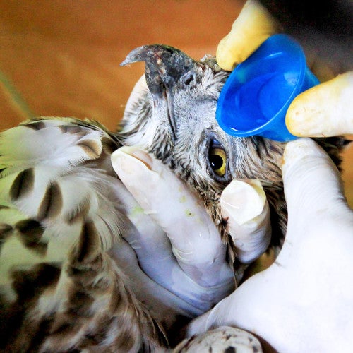 A raptor is cared for by a wildlife rehabilitator who is trained to help wild animals
