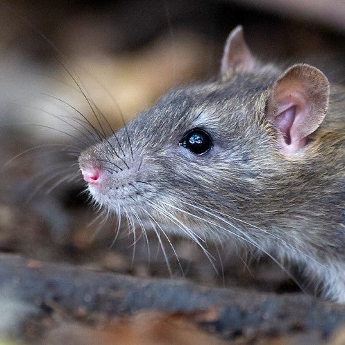 The best way to get rid of rats is by making your home less attractive to them