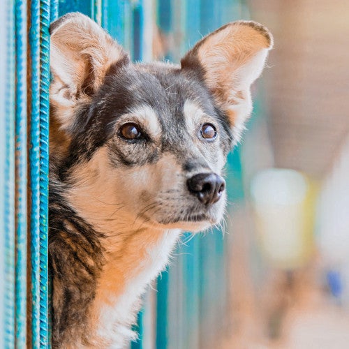 A dog is one of the most common animals in shelters looking for help
