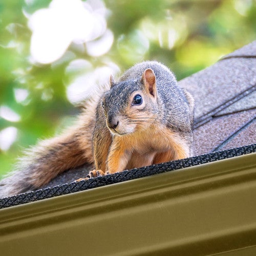 A squirrel can get to the attic through the roof