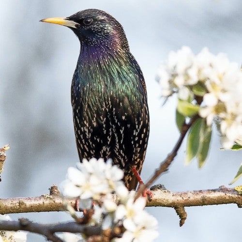 There are many solutions for humanely removing starlings, a bird that is invasive in the US