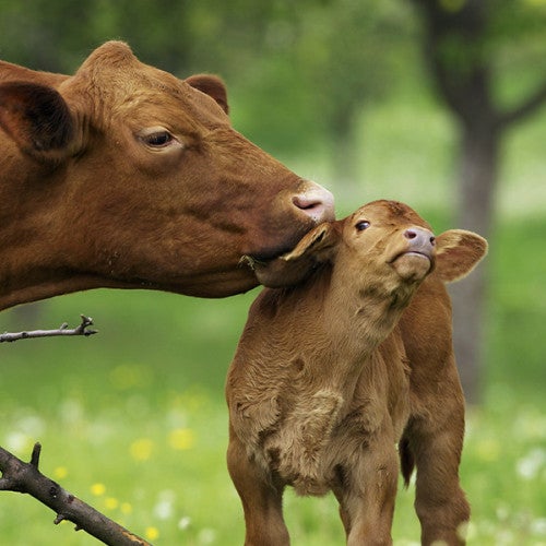 Brown mother cow cleaning baby in green field