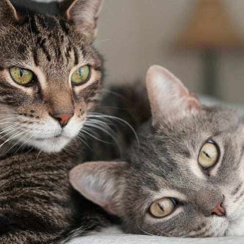 Two cats snuggle up to each other and one looks at the camera