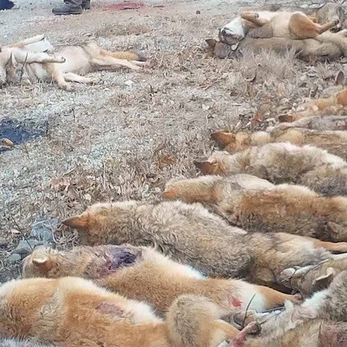 Rows of coyotes to be weighed and counted at wildlife killing contest