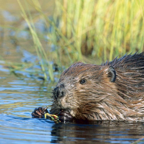 Beaver in the water