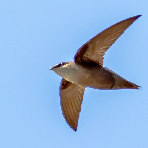 Chimney swift bird flying through the sky