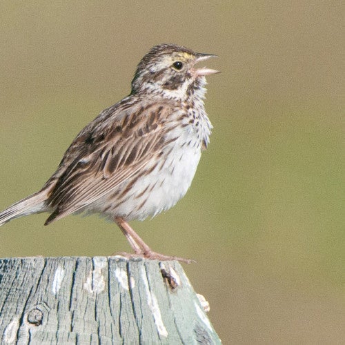 Sparrow on a fence post