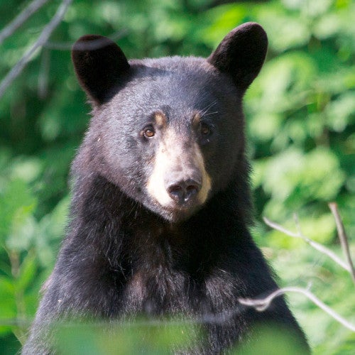 Black bear in the woods