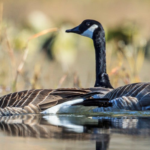 Canada geese swimming in water