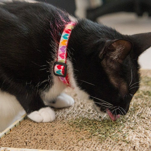 What is catnip? Can cats eat catnip? A black and white cat licks catnip left on a cardboard toy