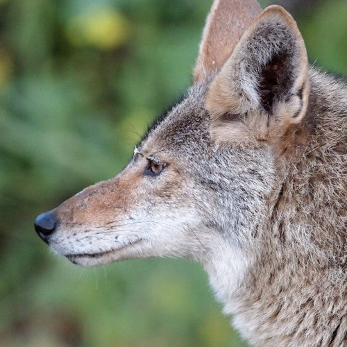 Side profile of a coyote