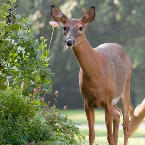 Deer in a garden