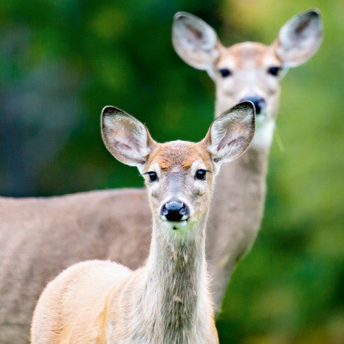 two deer in a yard