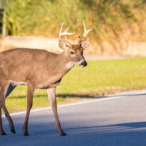 Deer in the road