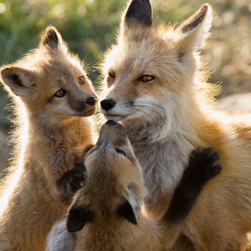 Mother fox nursing several kits