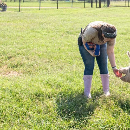 An intern at Black Beauty Ranch feeds one of the pigs an apple. 