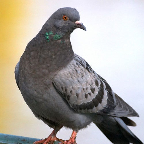 Pigeon on a metal fence