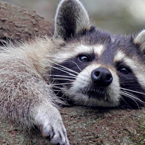 Raccoon lounging in a tree