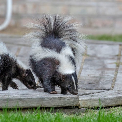 Three skunks on a porch