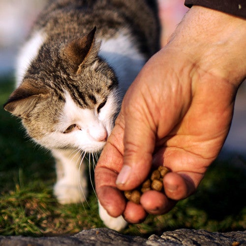 If you found a stray dog or cat, you might earn its trust with treats