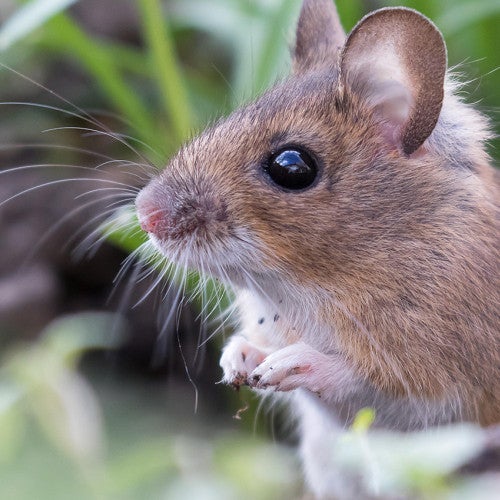 A wild mouse in the grass