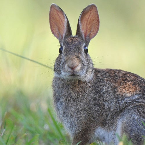 Brown rabbit in the grass