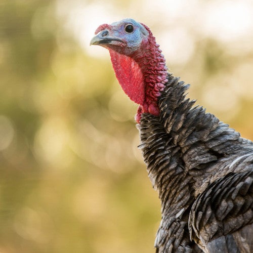 Wild turkey in the woods