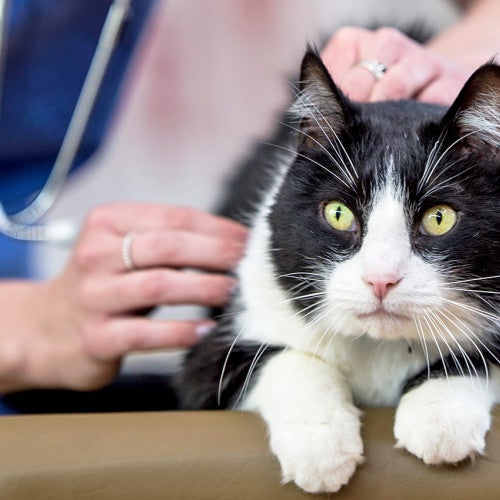 Black and white cat being checked out by a veternarian