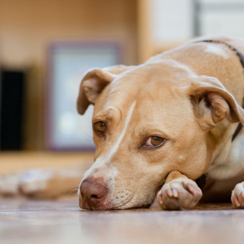 A tan dog lays on the ground looking sad