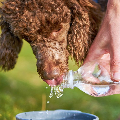 Dog drinking water from a water bottle