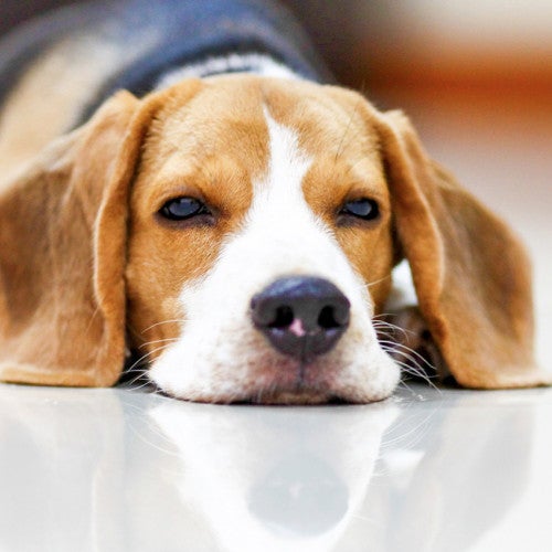 Beagle dog lying on the floor