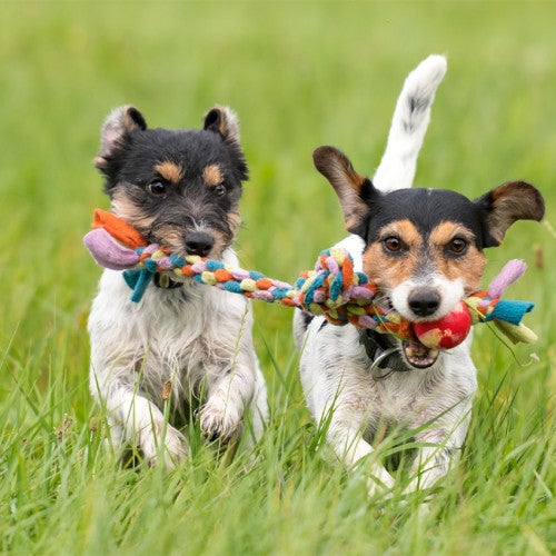 Two dogs play with the same rope toy