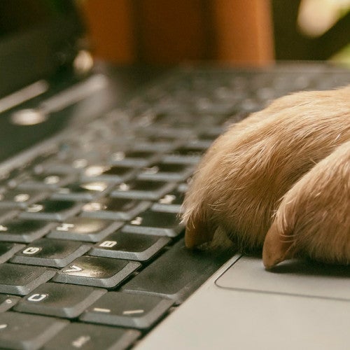 Dog paw on laptop computer