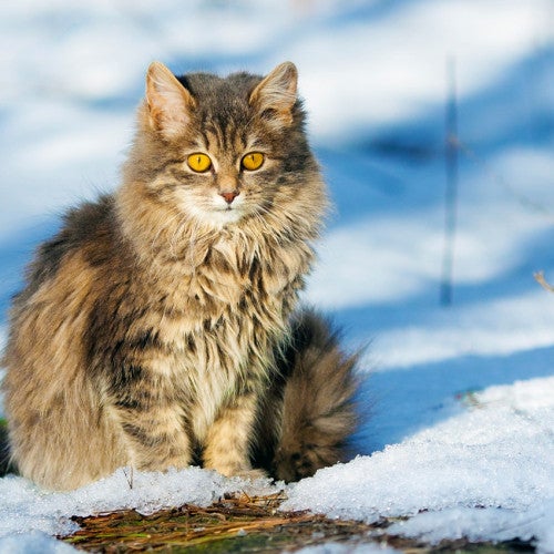 Fluffy grey cat outside in snowy lawn