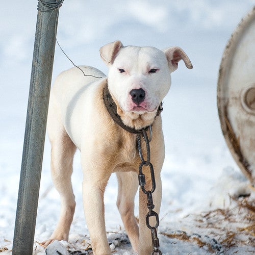 White pit bull chained to a metal pole outside in the snow