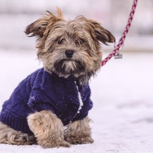 puppy sitting leashed on snowy wall