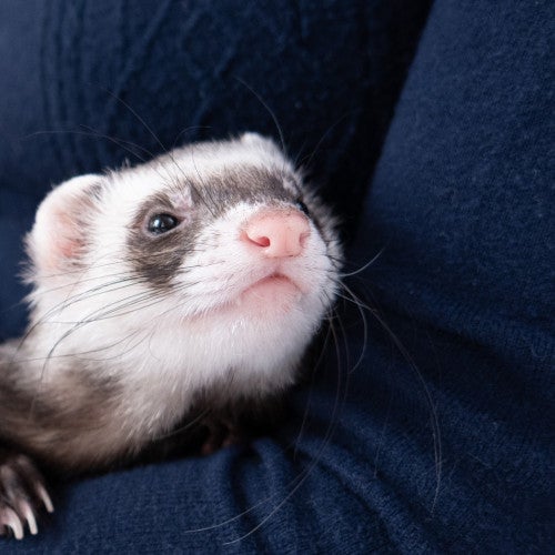 domestic pet ferret gets cozy in owners arms