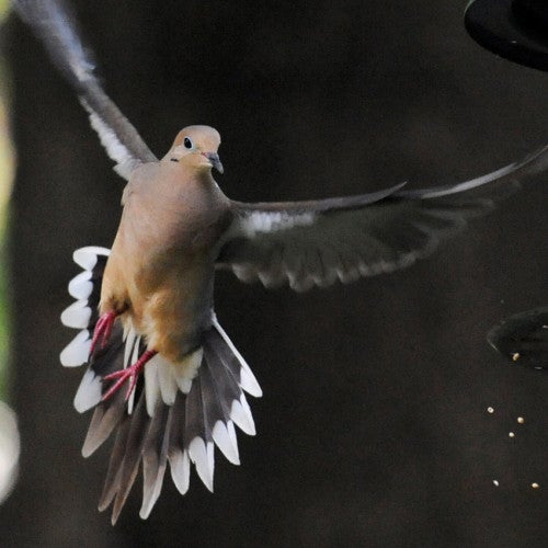 Mourning dove flying to a bird feeder