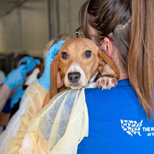 Beagle rescued from animal testing breeding facility