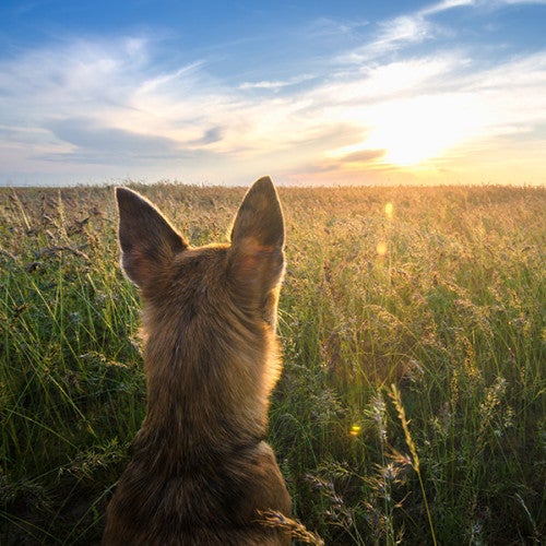 Dog looking at a sunset
