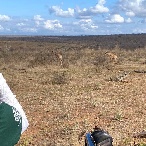 A woman in a green shirt looks out over African savanna and sees multiple giraffes