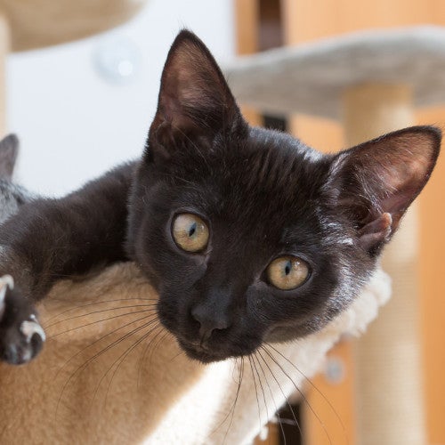 kitten relaxing inside cat bed stretching out paw showing claws