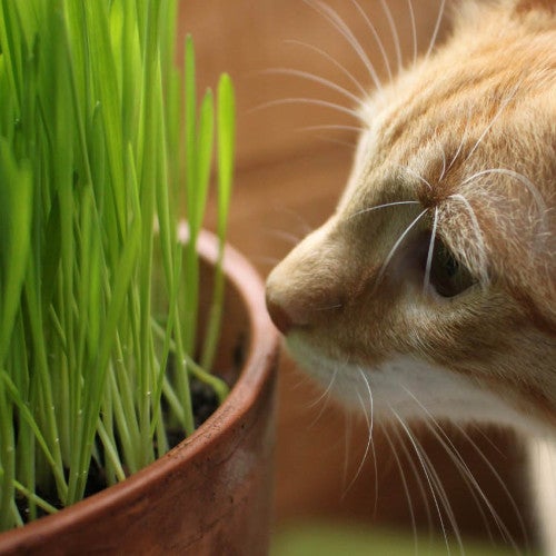 tabby cat getting close to some potted grass