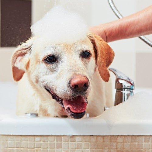 Golden lab taking a bubble bath in a large bath tub