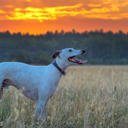 Greyhound dog looking at the sunset