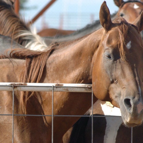 American horses in export pens before being transported to slaughter 