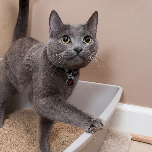 Happy cat leaving litter box 